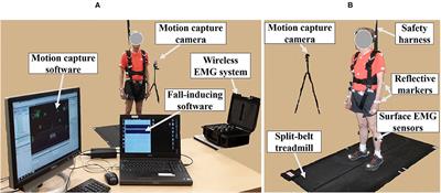 Aging Affects Lower Limb Joint Moments and Muscle Responses to a Split-Belt Treadmill Perturbation